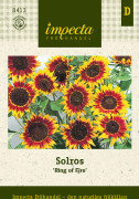 Solros, Ring of Fire - Helianthus annuus Ring of Fire