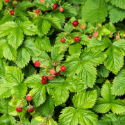 Smultron - Fragaria vesca Rügen (Krukstorlek: C11cm)