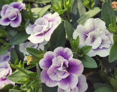 Småpetunia, Million Bells, Stickling 3-pack - Calibrachoa MiniFamous ® Uno Double LavTastic