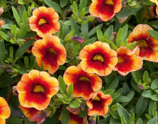 Småpetunia, Million Bells, Stickling 3-pack - Calibrachoa MiniFamous ® Neo Orange + Red Eye