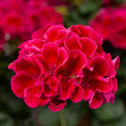 Pelargon, Stickling 3-pack - Pelargonium x hortorum Calliope ® Red Splash