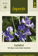 Luktärt Old Spice Lady Grisel Hamilton - Lathyrus odoratus Old Spice Lady Grisel