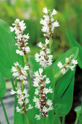 Pontederia - Pontederia cordata Alba