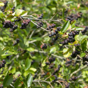 Slånaronia - Aronia x prunifolia Viking (Storlek: 100-125 C7,5)