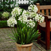 Afrikas Blå Lilja Vit 1st - Agapanthus praecox