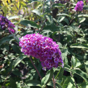 Syrénbuddleja, Fjärilsbuske - Buddleja davidii Berries & Cream ® (Storlek: 30-40 C3)
