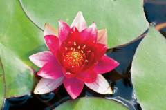 Dvärgnäckros - Nymphaea Burgundy Princess