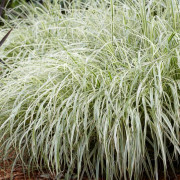 Glansmiskantus - Miscanthus sinensis Variegatus (Krukstorlek: 0,5-1L)