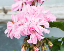  Zonalpelargon 'Claydon'