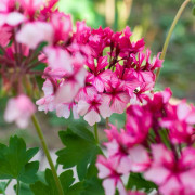 Stjärnpelargon, kruka - Pelargonium Kellette