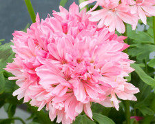 Fingerpelargon, kruka - Pelargonium Dream lover