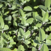 Kryddsalvia (Krukstorlek: 0,5-1L)