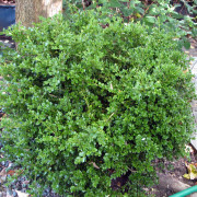 Buxbom - Buxus microphylla Faulkner (Storlek: 30-40 C3)