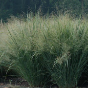 Jungfruhirs - Panicum virgatum Northwind (Krukstorlek: 0,5-1L)