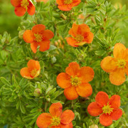 Ölandstok - Dasiphora fruticosa Bella Sol ® (Storlek: 25-30 C3)