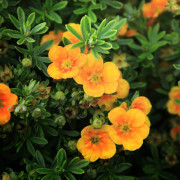 Ölandstok - Dasiphora fruticosa Mango Tango ® (Storlek: busk C3,5)