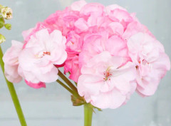 Pelargon, kruka - Pelargonium Barbara Hines