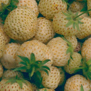 Vit Jordgubbe - Fragaria x ananassa Bianca (Krukstorlek: E-planta P9cm)