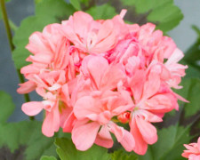 Pelargon, kruka - Pelargonium Boniface Butterfly