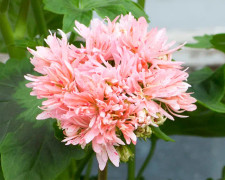 Stjärnpelargon, kruka - Pelargonium x hortorum Bev Foster
