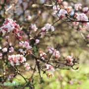 Kejsarolvon - Viburnum farreri (Storlek: 50-60 C3)