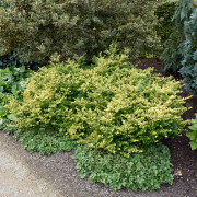 Japansk Järnek - Ilex crenata Golden Gem (Storlek: 20-25 C2)