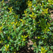 Japansk Järnek - Ilex crenata Dark Green ® (Storlek: 30-40 C3)