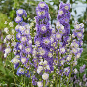 Trädgårdsriddarsporre - Delphinium elatum Highlander Bolero ® (Krukstorlek: SQ1)