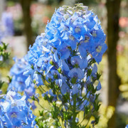 Praktriddarsporre - Delphinium elatum Pacific Summer Skies (Krukstorlek: 0,5-1L)