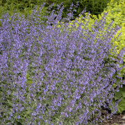 Kantnepeta / Kattmynta - Nepeta faassenii Walker´s Low (Krukstorlek: 0,5-1L)