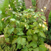 Vaxklocka - Kirengeshoma palmata (Krukstorlek: 0,5-1L)