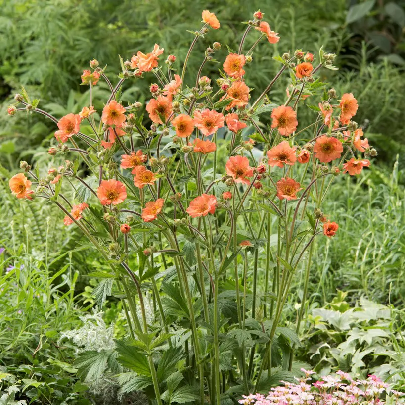 Trädgårdsnejlikrot - Geum hybr. Totally Tangerine ® (Krukstorlek: 0,5-1L)