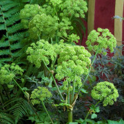 Fjällkvanne - Angelica archangelica (Krukstorlek: P9cm)