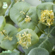 Daggkaprifol - Lonicera reticulata Silver E (Storlek: co)