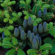 Koreagranplantor