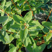 Blåbärstry - Lonicera caerulea var. kamtschatica Wojtek (Storlek: Busk C3,5)