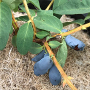 Blåbärstry / Honungsbär - Lonicera caerulea var. kamtschatica Kalinka ® (Storlek: busk C3,5)