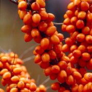 Havtorn - Hippophae rhamnoides Friesdorfer Orange (Storlek: busk C2)