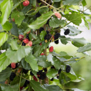 Dvärg Mullbär - Morus rotundiloba Matsunaga ® (Mojo Berry) (Storlek: 50 stam C3)