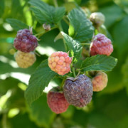 Hallon - Rubus idaeus Glen Coe (Storlek: C5)