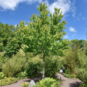 Katsura - Cercidiphyllum japonicum Fk Göteborg E (Storlek: utr 150-200 co)