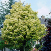 Vitbrokig Lönn - Acer platanoides Drummondii (Storlek: 150 stam C10)