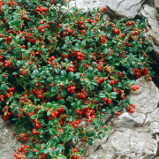 Lingon - Vaccinium vitis idaea Balsgård Ida ® (Storlek: C2)