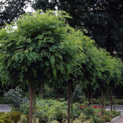 Klotrobinia - Robinia pseudoacacia Umbraculifera (Storlek: 150 stam co)
