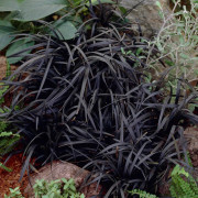 Mörkt Ormskägg - Ophiopogon planiscapus Kokuryu (Niger) (Krukstorlek: 2L)
