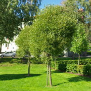 Klotpil - Salix fragalis Bullata (Storlek: utr 150-200 co)