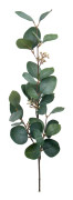 Eucalyptus med bär