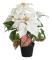 Mr Plant