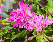 Stjärnpelargon, kruka - Pelargonium Dr Magnusson