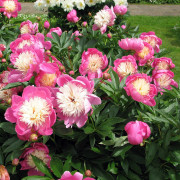 Pionplantor